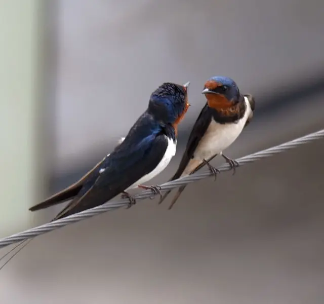 Can swallows build nests on eaves bring good luck? This has a lot to do