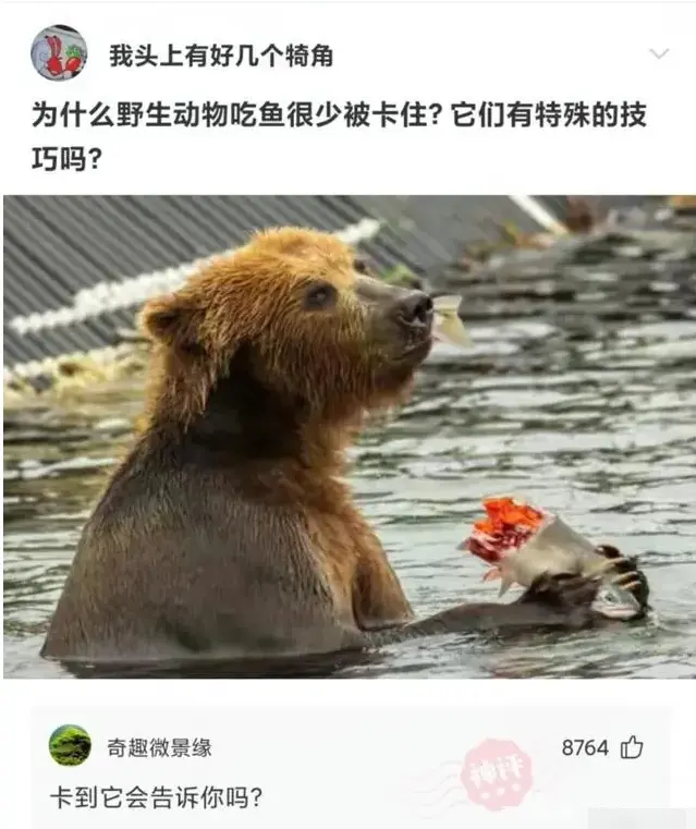 why-do-wild-animals-rarely-get-stuck-when-they-eat-fish-netizen-when