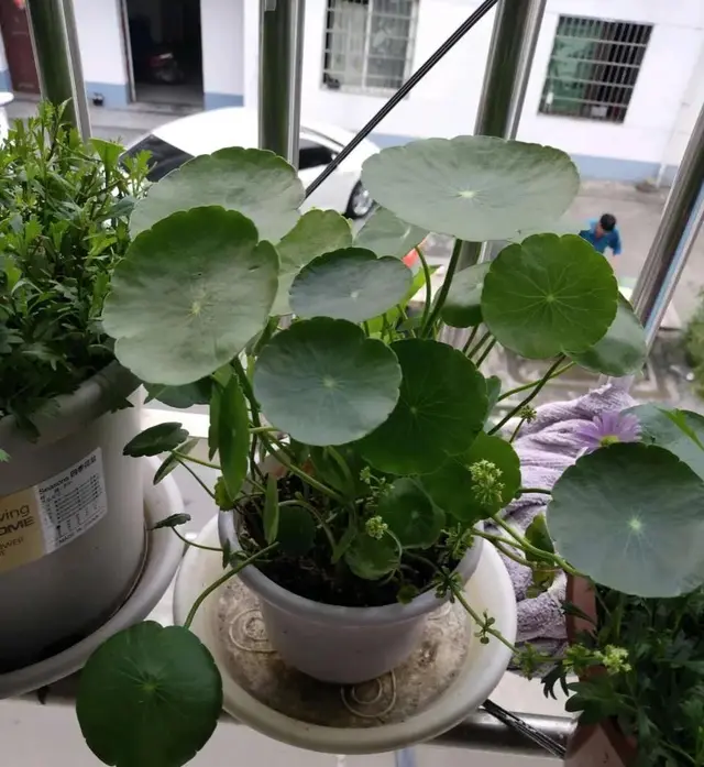 raise-these-5-kinds-of-flowers-at-home-the-more-water-you-spray-the