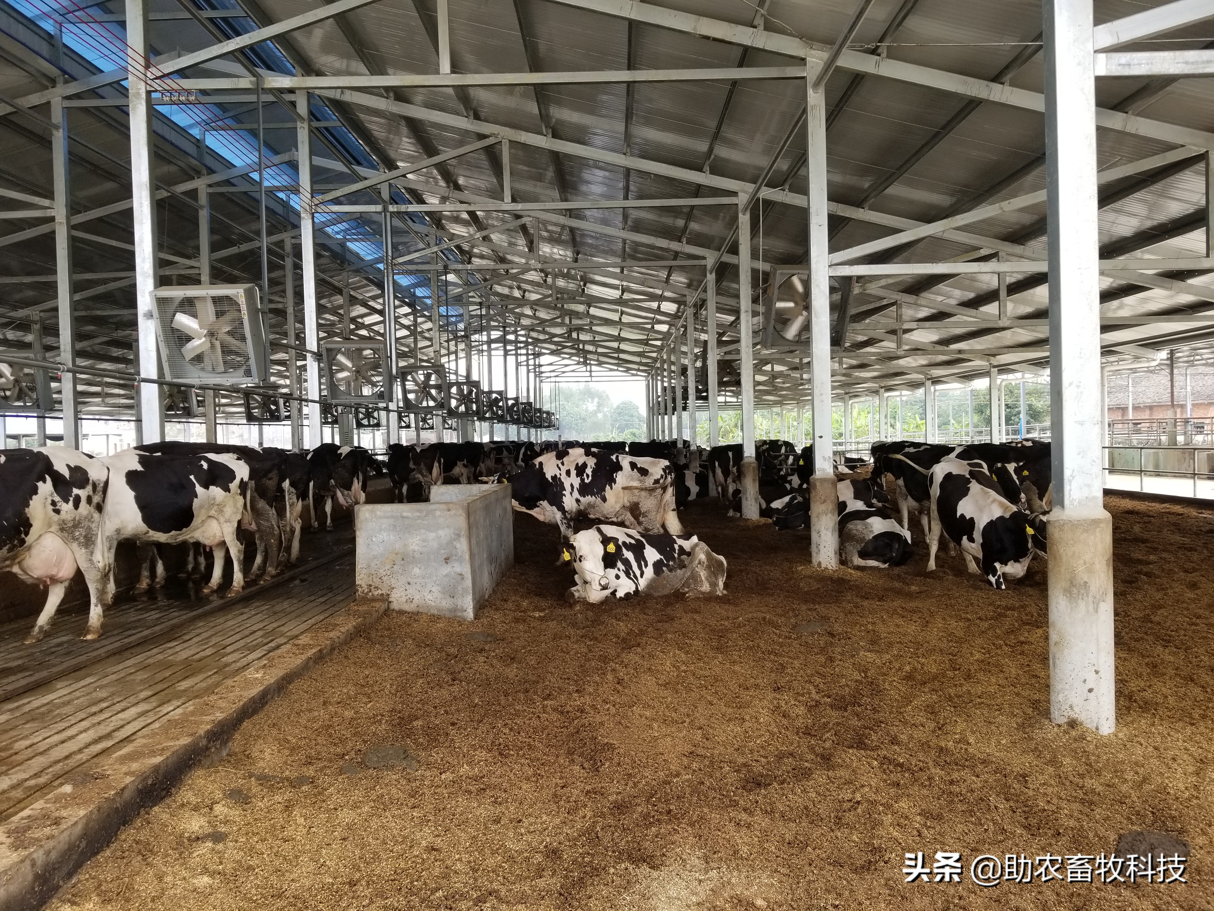 奶牛养殖运用助农推广的薄垫料发酵床模式解决了诸多问题
