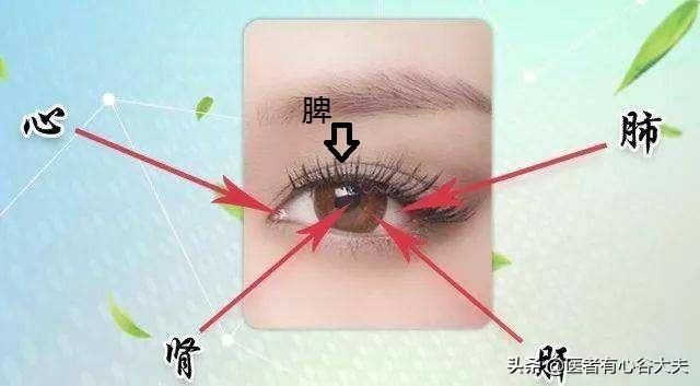 眼睛与五脏六腑的关系: 目眦(内外眦)的血络(结膜)属心---心血,血之