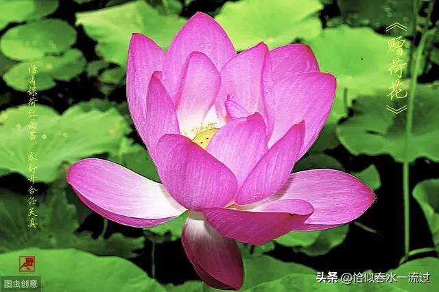 1图赠荷花 [唐]李商隐 世间花叶不相伦，花入金盆叶作尘。 惟有绿荷红菡萏