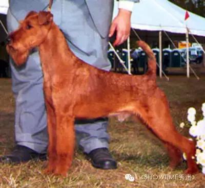 梗犬为什么叫梗犬，狗狗一边玩一边抓老鼠