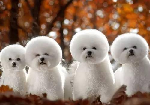 十大新手最好养的小型犬价格便宜，适合家养的10种小型犬