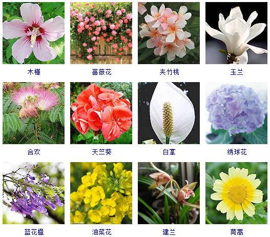 盆景图片名称大全欣赏 花的名称和图片大全