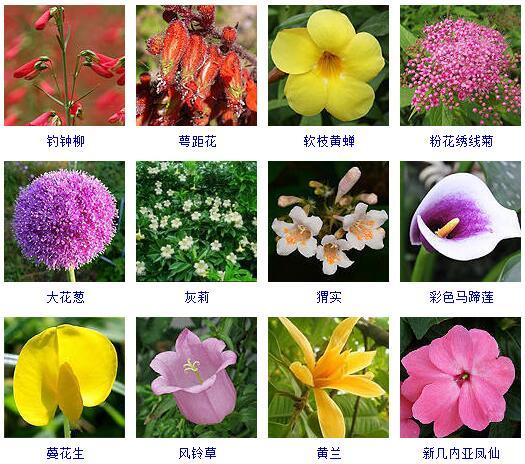 盆景图片名称大全欣赏 花的名称和图片大全