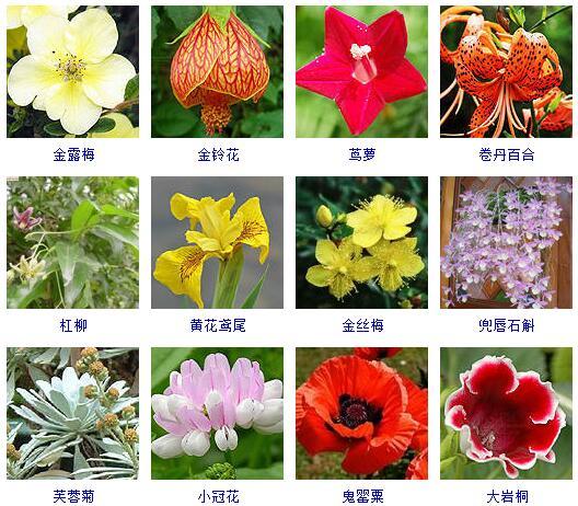 盆景图片名称大全欣赏 花的名称和图片大全