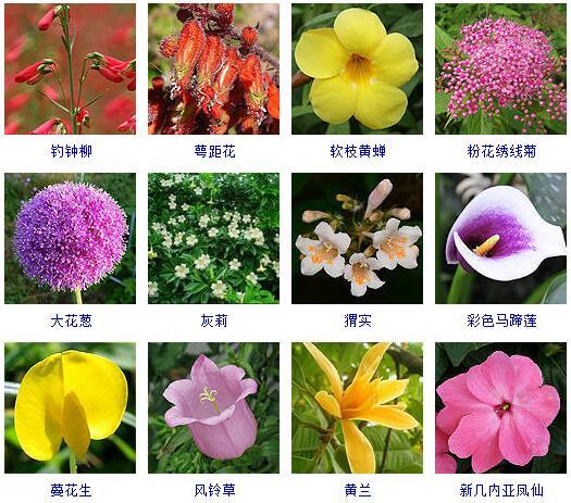 盆景图片名称大全欣赏 花的名称和图片大全