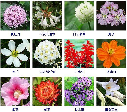 盆景图片名称大全欣赏 花的名称和图片大全