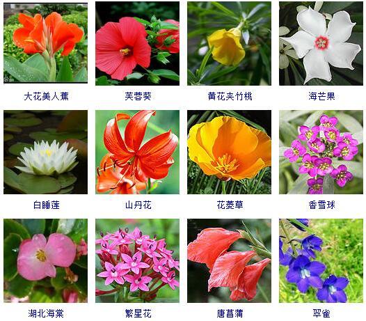 盆景图片名称大全欣赏 花的名称和图片大全