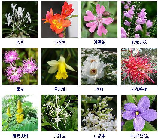 盆景图片名称大全欣赏 花的名称和图片大全