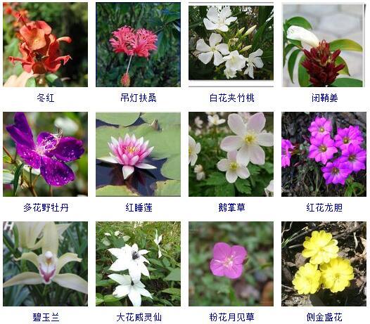 盆景图片名称大全欣赏 花的名称和图片大全
