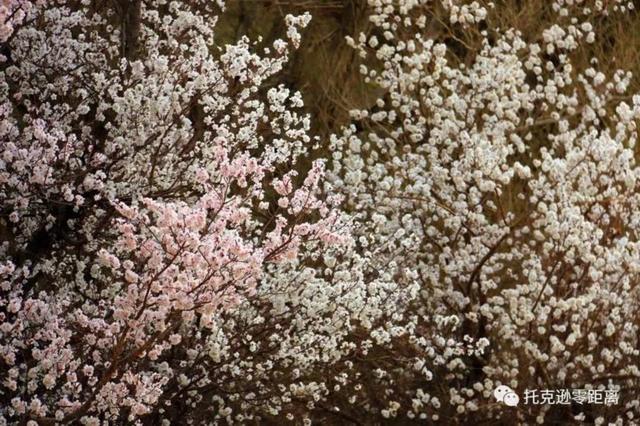 今年托克逊县杏花节是否有，盼望着盼望着托克逊杏花季就要来啦