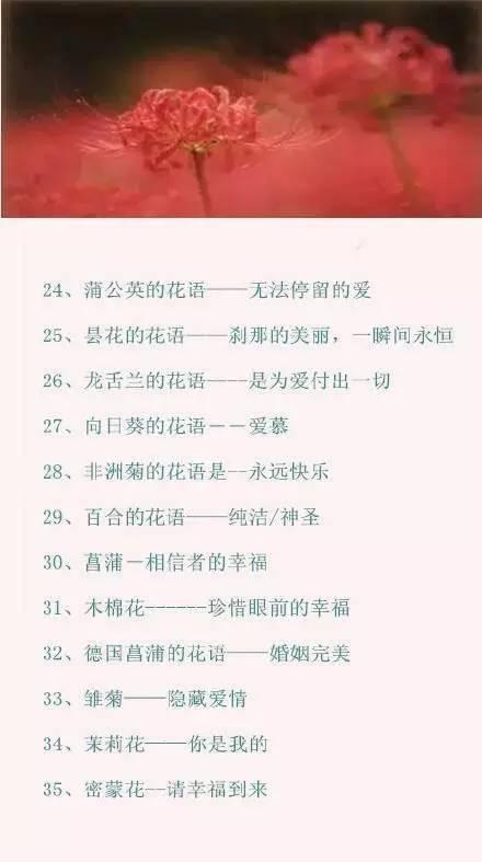 情人节送男友什么情人节攻略｜100种鲜花的花语，你肯定需要