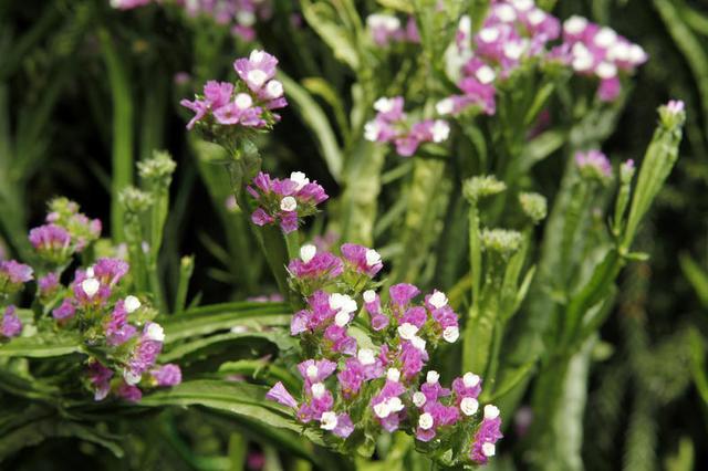 情人节送男友什么好情人节要送花？你知道这些花的花语吗？