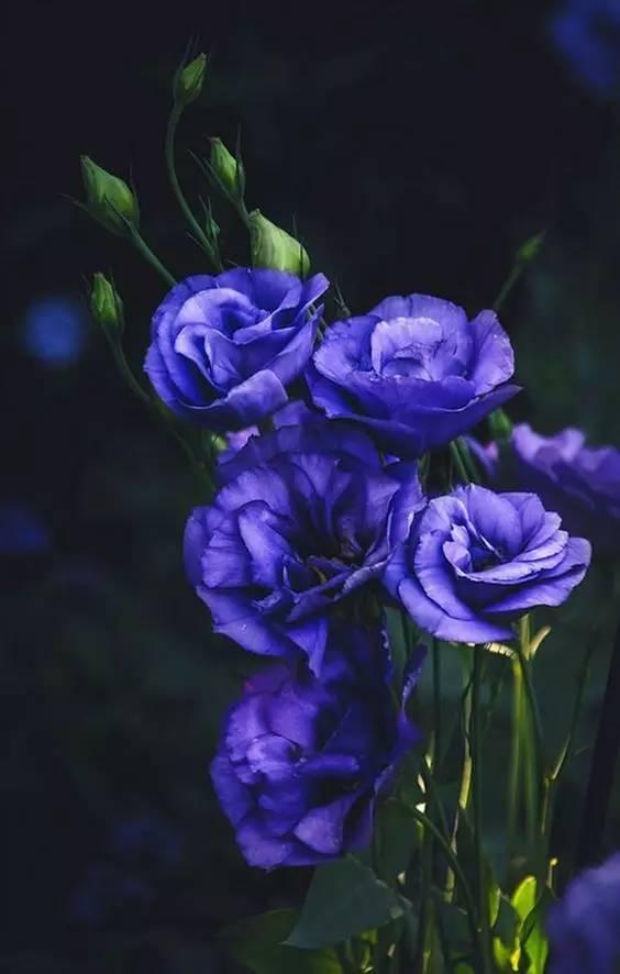 情人节送老婆啥礼物除了红玫瑰，情人节还能送哪些花来表达“我爱你”？