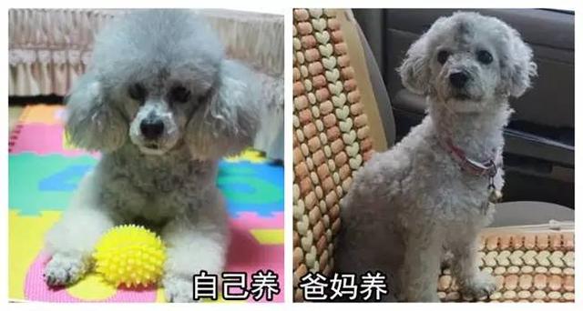 狗狗有这些表现是被主人养熟了，一只狗真正被你“养熟”了