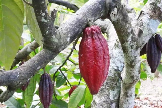 纯可可脂和代可可脂的区别，6种面包不要随便买