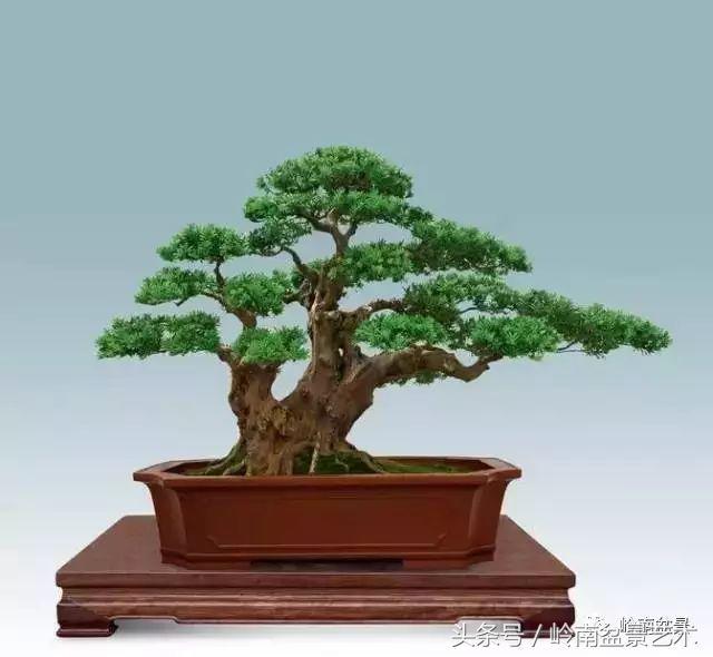 罗汉松盆景欣赏精品，海岛罗汉松——我的红颜知己