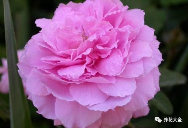 一年四季都开花的月季品种，复花能力超好的6种藤本月季