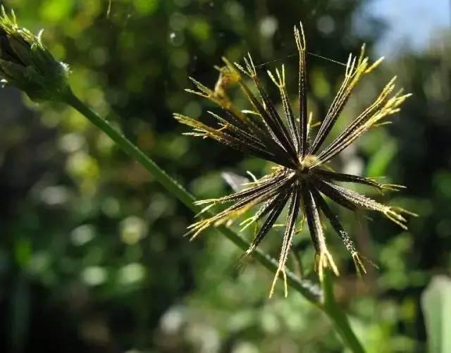 芙蓉树与合欢花的区别，常见中药材别名<七>