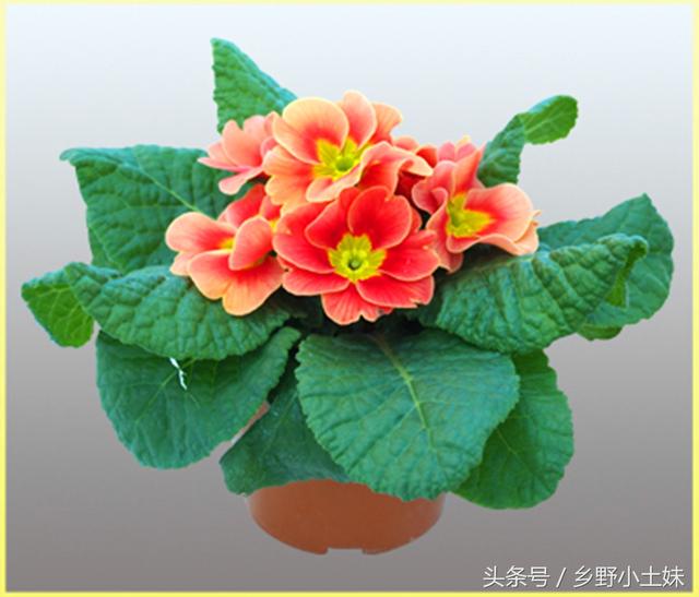 情人节送男友什么好情人节将至，送恋人的花不只有玫瑰，还有报春花