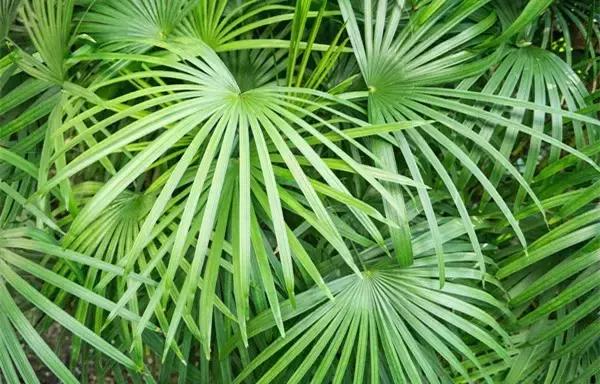 家里养什么植物风水最旺，这八种植物养在家里