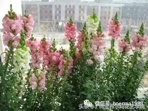 情人节要送什么礼物情人节到了，送你69种花，69种爱~