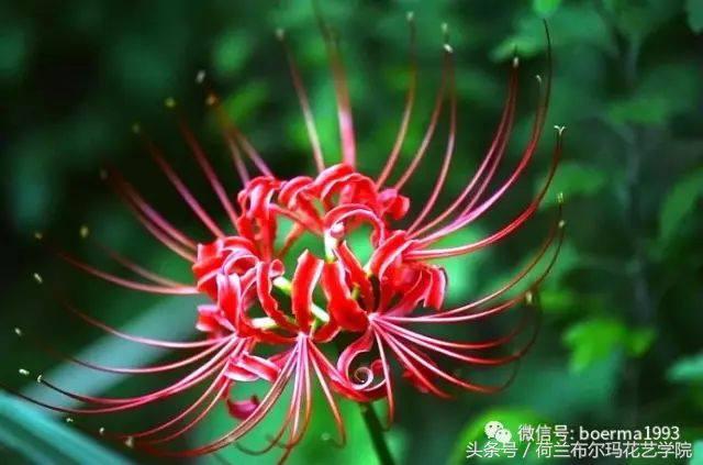 情人节要送什么礼物情人节到了，送你69种花，69种爱~