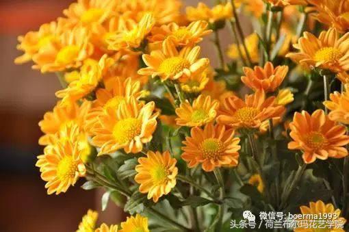 情人节要送什么礼物情人节到了，送你69种花，69种爱~