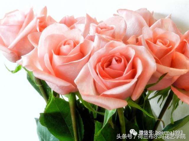 情人节要送什么礼物情人节到了，送你69种花，69种爱~