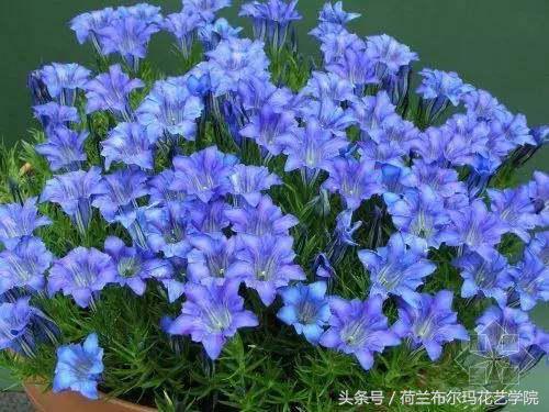 情人节要送什么礼物情人节到了，送你69种花，69种爱~