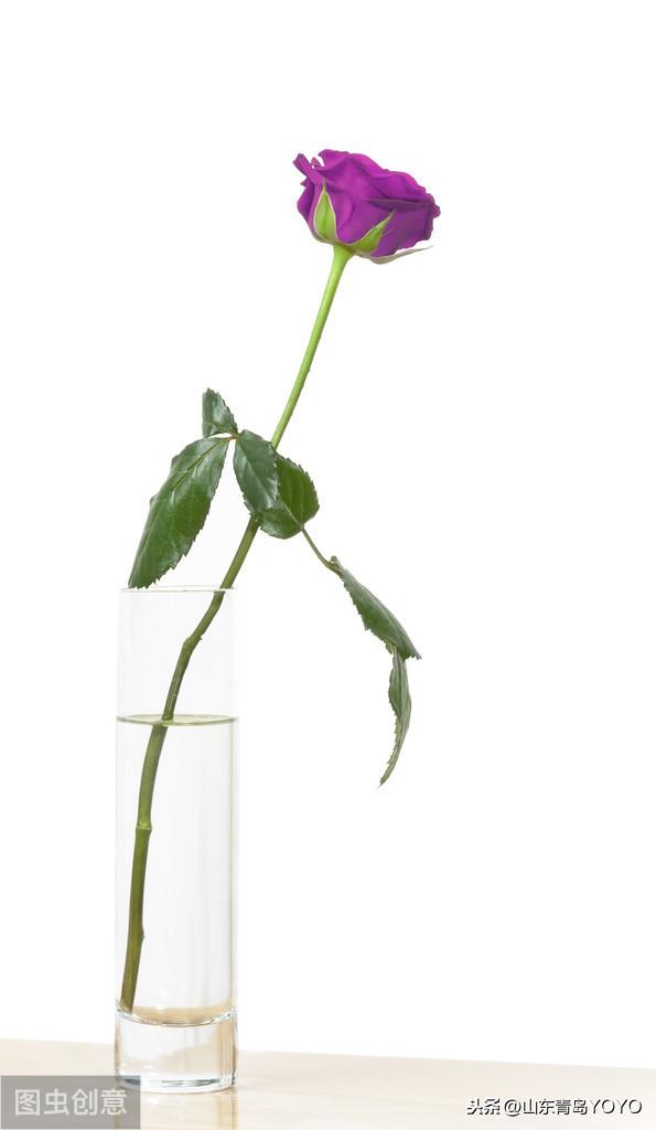 情人节送花玫瑰花语大全 蓝玫瑰花语 玫瑰花支数不同所代表的含意