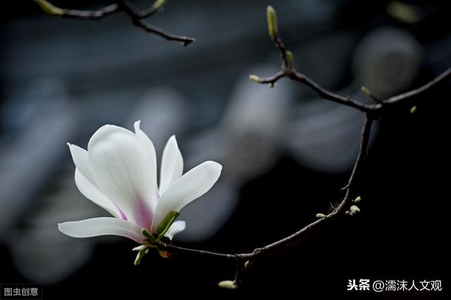 形容玉兰花盛开的诗句，优雅孤傲几首诗词带你了解春天里最美的风景