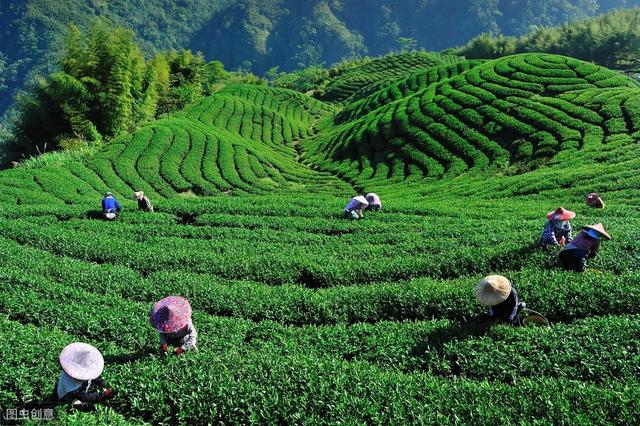 原來茶葉有7大類，學會挑選適合自己的，別買錯 熱愛美食 第6张