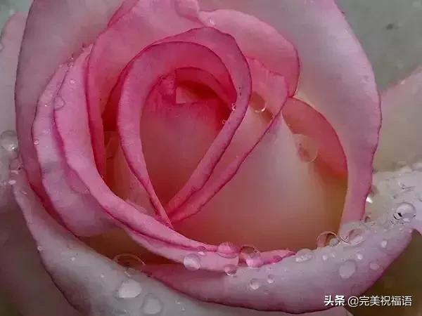 七夕送什么礼物好今日情人节，2.14玫瑰送给亲爱的朋友，祝你们情人节快乐