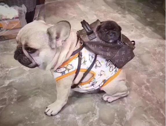 不掉毛的小型犬，好养不吵不掉毛无异味的小型犬（这6种不仅脾气好，还不掉毛）