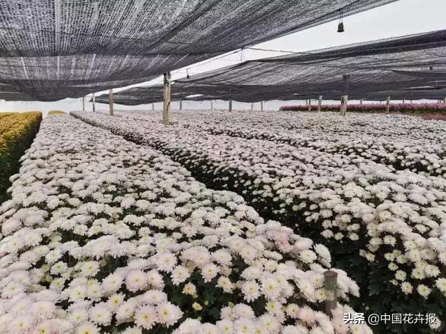今年情人节送什么好谁说情人节没有鲜花？请签收我为您种下的这片花海