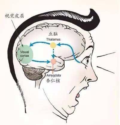 大脑杏仁体解剖图，高清大脑解剖图谱