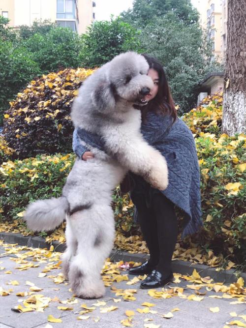 什么狗狗长不大好养不易生病，“最不易生病”的6种狗狗