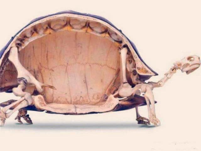 Can The Tortoise Survive After Being Pried Off The Shell Scientists Cut Open The Turtle Shell And Found The Answer Daydaynews