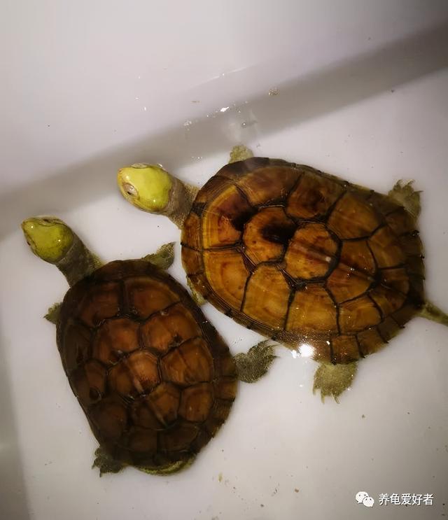 巴西龟肺炎会自愈吗（龟龟患了肺炎死亡概率很高）