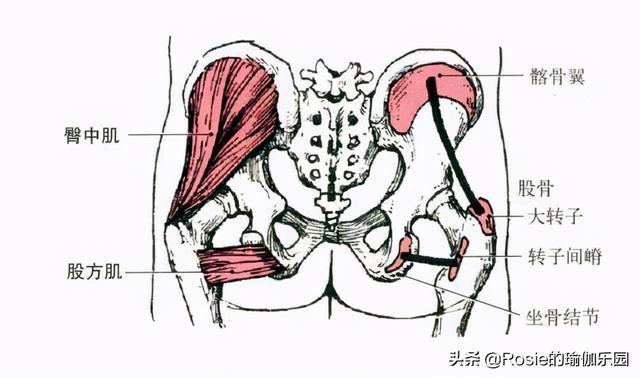 假胯寬、臀肥腿壯？要瘦腿先分清粗腿成因，不走彎路美腿這樣瘦 健身減肥達人 第15张