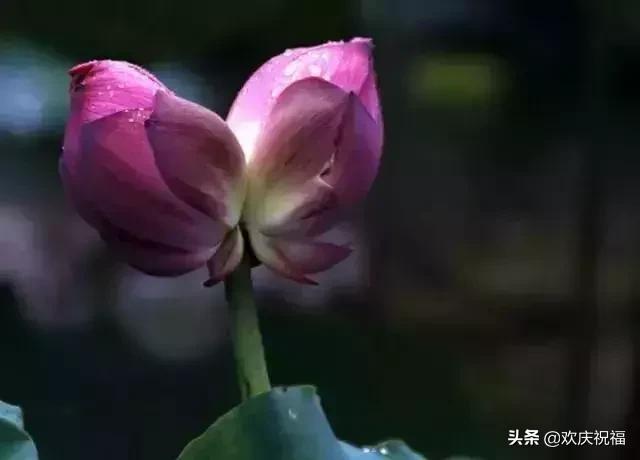 情人节送女生什么明日情人节，罕见情人花，你见过吗？忍不住发给你看看