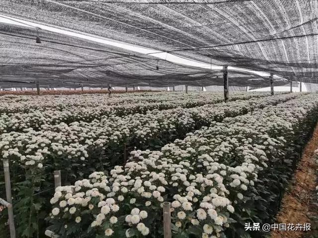 今年情人节送什么好谁说情人节没有鲜花？请签收我为您种下的这片花海
