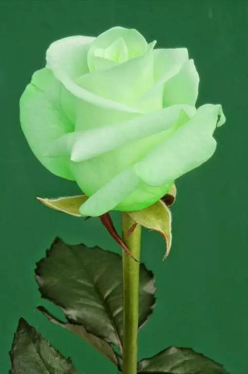 今年情人节流行送什么情人节快乐！所有罕见的玫瑰，送给朋友们
