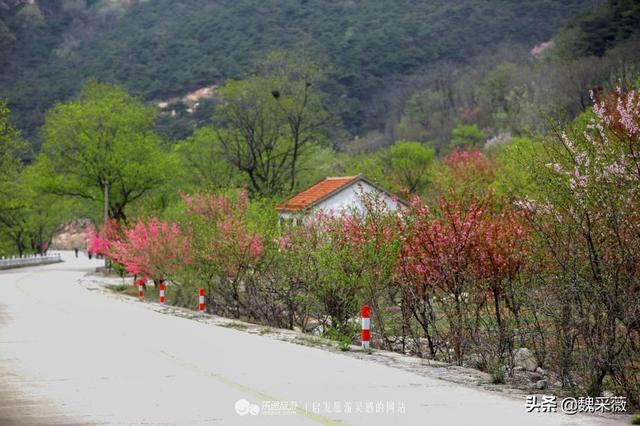 泰安荷花景点推荐，各种花儿次第开放