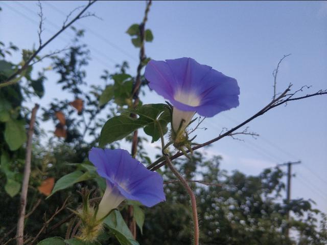 今年情人节送什么好七夕情人节别送玫瑰了！可以送1种小花，这是牛郎送织女