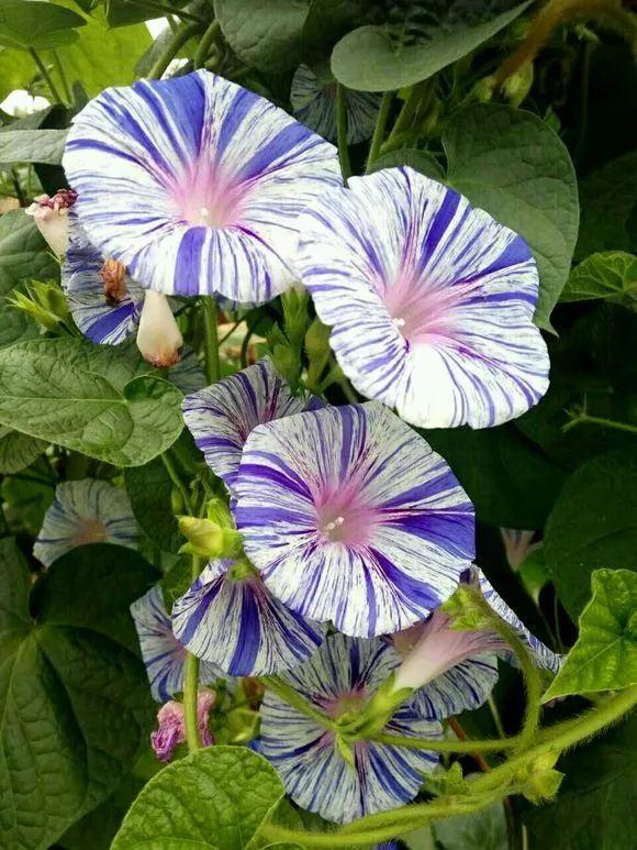 种牵牛花在室内阳台长牵牛花的种植方法