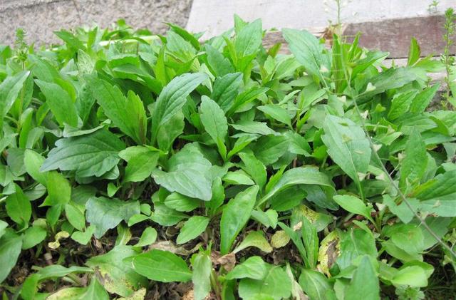 农村野花名称大全，农村常见的50种野花野草（农村哪些野花让你觉得很美）